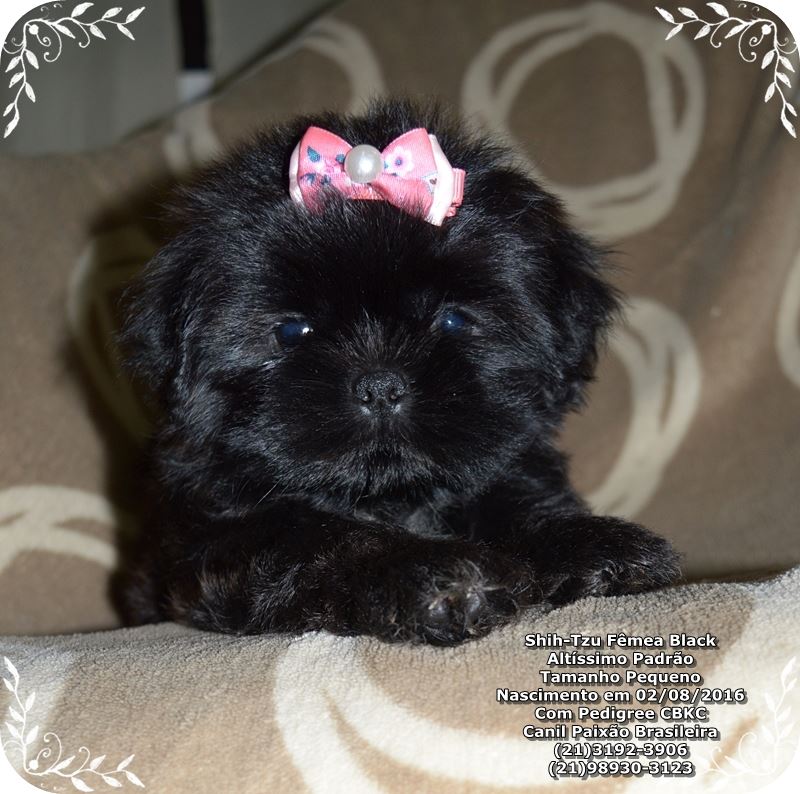 filhote de shih tzu rj